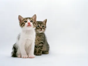 1600猫咪写真 第八辑_7