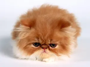 1600猫咪写真 第六辑_2