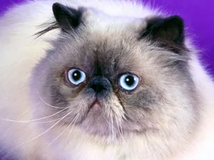1600猫咪写真 第六辑_3