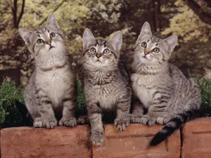1600猫咪写真 第六辑_4