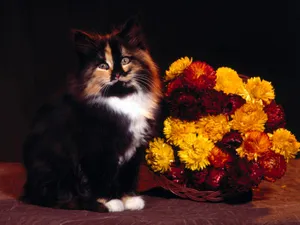 1600猫咪写真 第六辑_5