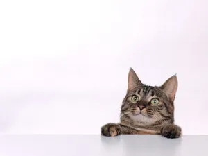 1600猫咪写真 第六辑_6