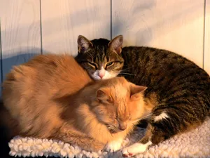 1600猫咪写真 第六辑_7