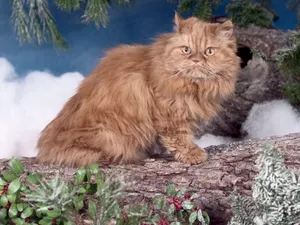 1600猫咪写真 第六辑_9