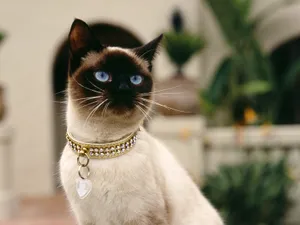 1600猫咪写真 第六辑_10