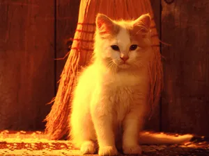 1600猫咪写真 第六辑_11