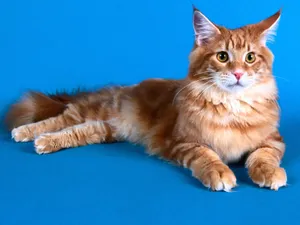 1600猫咪写真 第六辑_12
