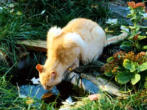 1600猫咪写真 第六辑_13