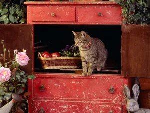 1600猫咪写真 第六辑_14