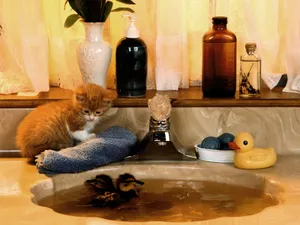 1600猫咪写真 第六辑_15