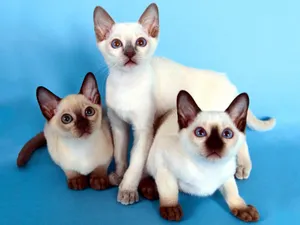 1600猫咪写真 第六辑_16