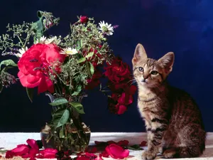 1600猫咪写真 第六辑_17