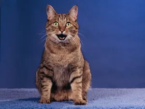 1600猫咪写真 第六辑_18