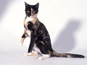 1600猫咪写真 第六辑_19