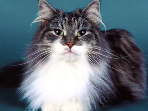 1600猫咪写真 第五辑