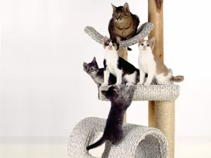 1600猫咪写真 第五辑_2