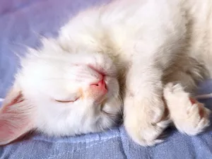 1600猫咪写真 第五辑_4