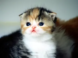 1600猫咪写真 第五辑_5