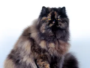 1600猫咪写真 第五辑_8