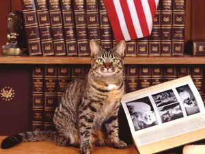 1600猫咪写真 第五辑_9