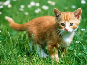 1600猫咪写真 第五辑_10