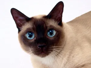 1600猫咪写真 第五辑_11