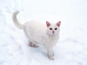 1600猫咪写真 第五辑_13