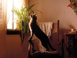 1600猫咪写真 第五辑_15