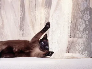 1600猫咪写真 第五辑_16