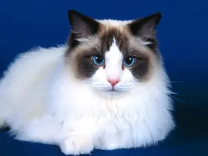 1600猫咪写真 第五辑_17