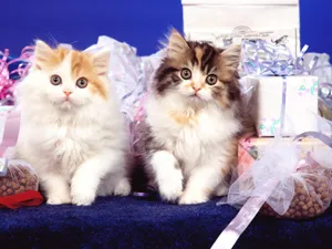 1600猫咪写真 第五辑_19