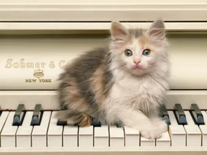 1600猫咪写真 第四辑_2