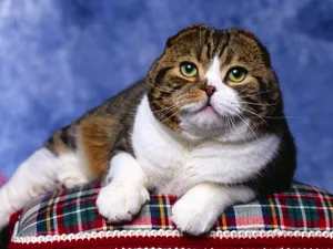 1600猫咪写真 第四辑_3