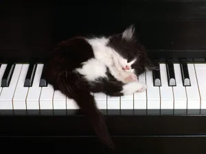 1600猫咪写真 第四辑_4