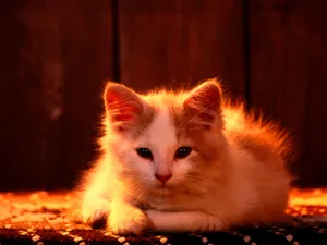 1600猫咪写真 第四辑_6