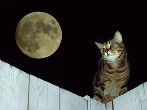 1600猫咪写真 第四辑_7