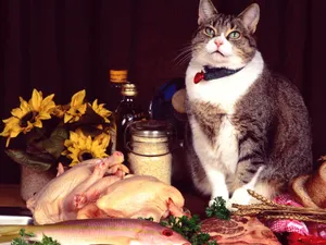 1600猫咪写真 第四辑_8