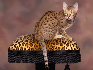 1600猫咪写真 第四辑_9