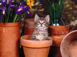 1600猫咪写真 第四辑_10