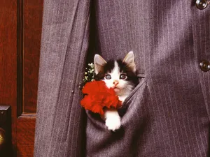 1600猫咪写真 第四辑_13