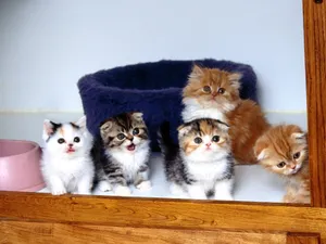1600猫咪写真 第四辑_14