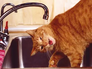 1600猫咪写真 第四辑_15