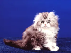 1600猫咪写真 第四辑_17