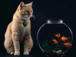 1600猫咪写真 第四辑_19
