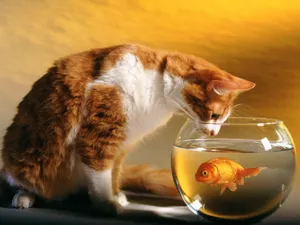 1600猫咪写真 第三辑_2