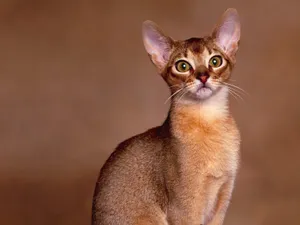 1600猫咪写真 第三辑_4