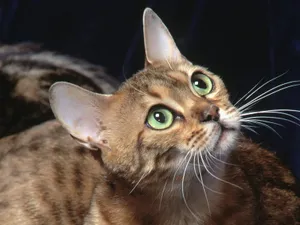 1600猫咪写真 第三辑_5