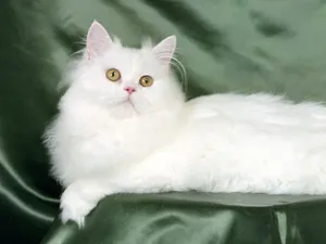 1600猫咪写真 第三辑_6