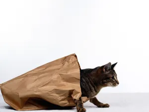 1600猫咪写真 第三辑_7