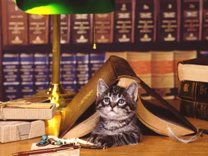 1600猫咪写真 第三辑_8